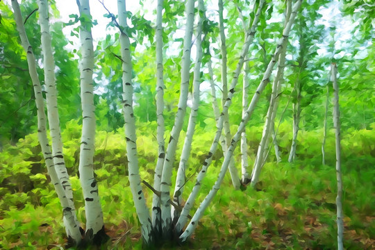 電腦水彩畫 白樺林