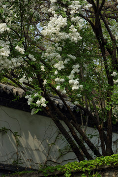 丁香花 墙壁