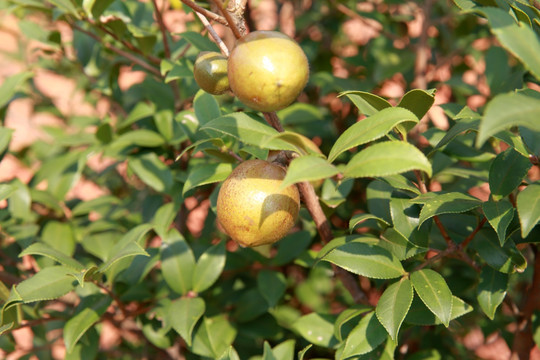 山茶油果