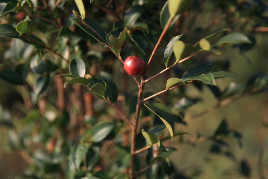 山茶油果