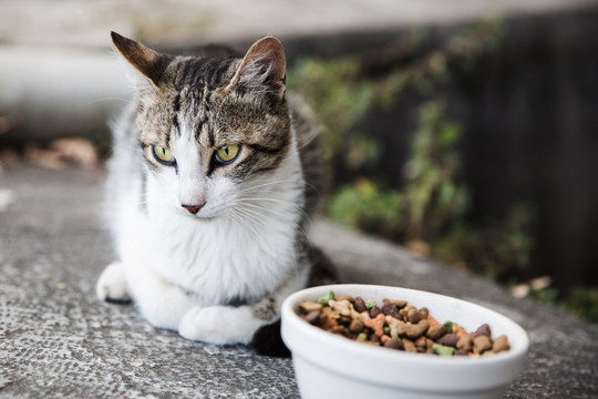 小花猫