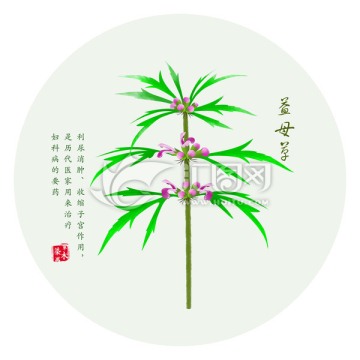 手绘益母草 益母草