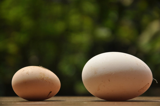 鸡蛋 鹅蛋对比 蛋 蛋类 鹅