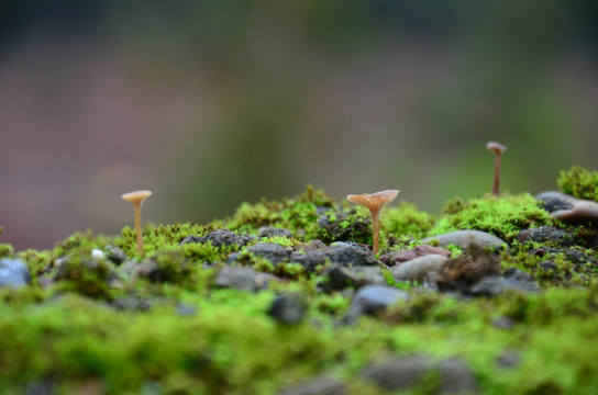 绿色 青苔 菌类 小蘑菇