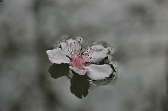桃花 花瓣 粉色 水中飘落