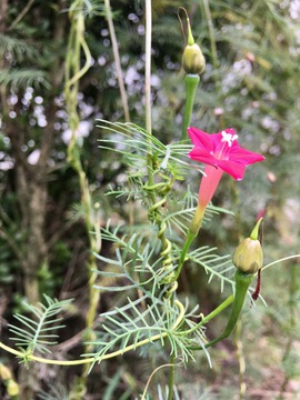 五星牵牛花