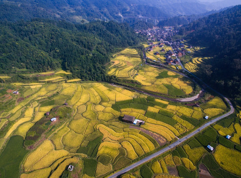 金色田园