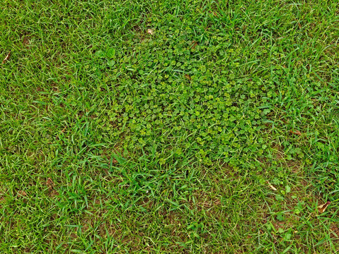 草地 草坪 绿色地面 纹理素材