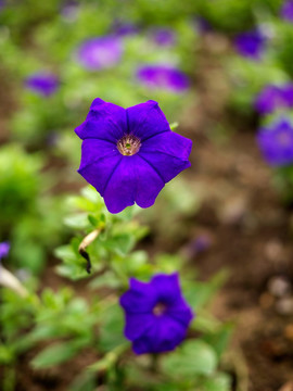 矮牵牛 牵牛花 喇叭花 蓝紫色