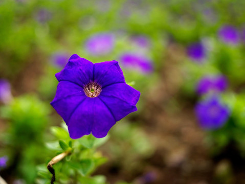 矮牵牛 牵牛花 喇叭花 蓝紫色