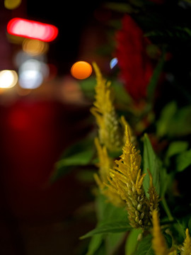 凤尾鸡冠花 黄鸡冠花 夜景光斑