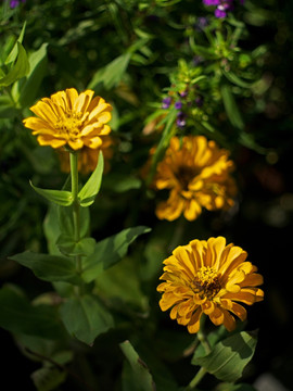 黄色菊花 黄色 秋菊