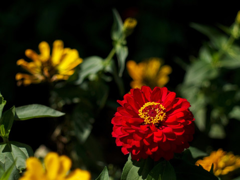 红色菊花 红色 秋菊