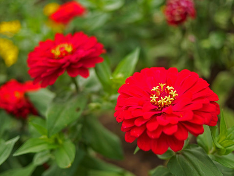 红色菊花 红色花 秋菊