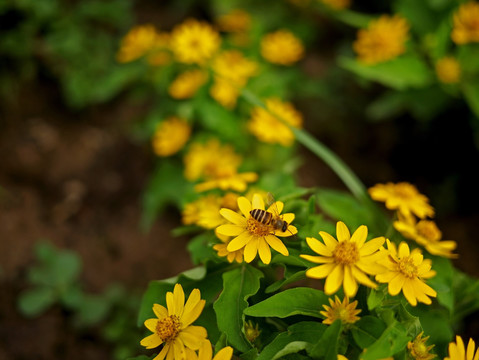 蜜蜂 美兰菊 黄色菊花 小黄花