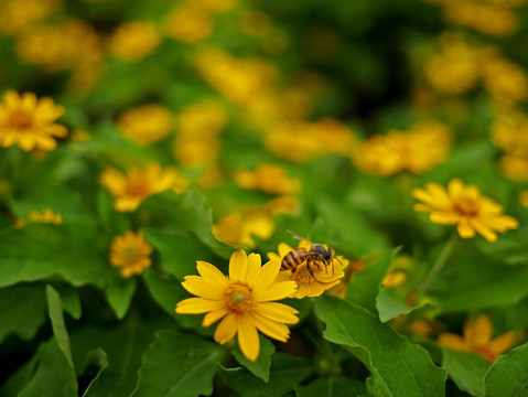 蜜蜂 美兰菊 黄色菊花 小黄花