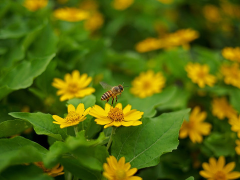 蜜蜂 美兰菊 黄色菊花 小黄花