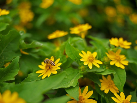 蜜蜂 美兰菊 黄色菊花 小黄花