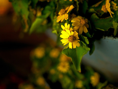 美兰菊 黄色菊花 小黄花