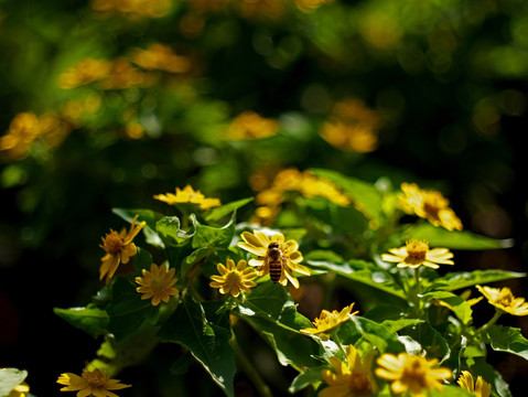 蜜蜂 美兰菊 黄色菊花 小黄花