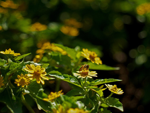 蜜蜂 美兰菊 黄色菊花 小黄花