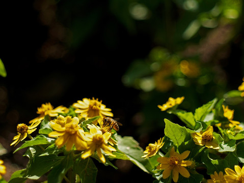 蜜蜂 美兰菊 黄色菊花 小黄花