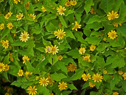 美兰菊 黄色菊花 小黄花