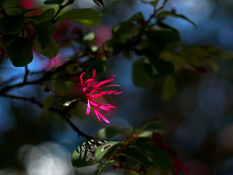 红花檵木 红继木 阳光绿叶红花