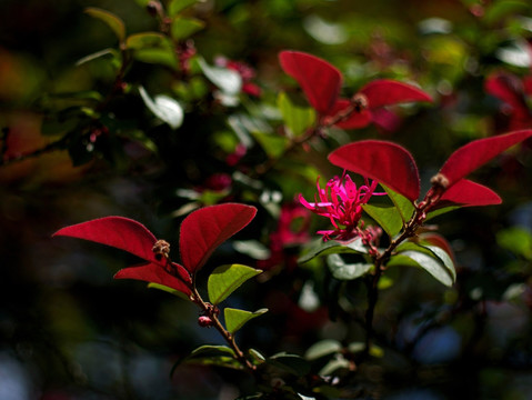 红花檵木 红继木 阳光绿叶红花
