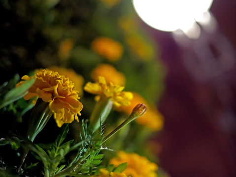 小种万寿菊 黄菊花 夜景 夜色