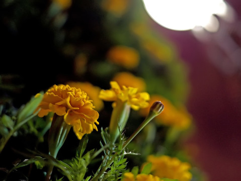 小种万寿菊 黄菊花 夜景 夜色