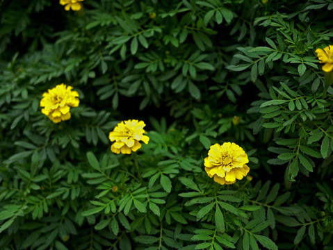 小种万寿菊 黄色菊花 黄秋菊