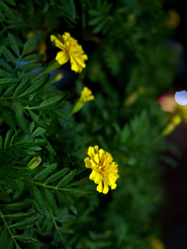 小种万寿菊 黄色菊花 黄秋菊