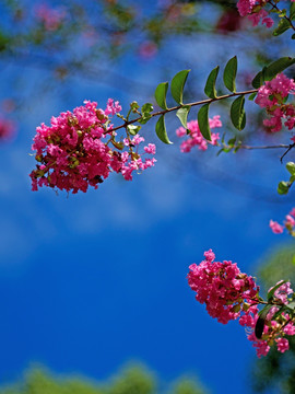 紫薇 紫红色花 阳光蓝天