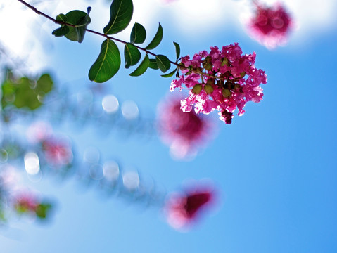 紫薇 紫红色花 阳光绿叶红花