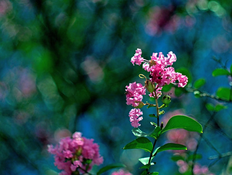 紫薇 紫红色花 阳光绿叶红花