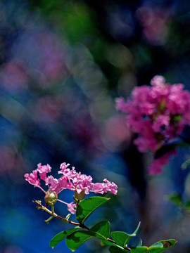 紫薇 紫红色花 阳光绿叶红花