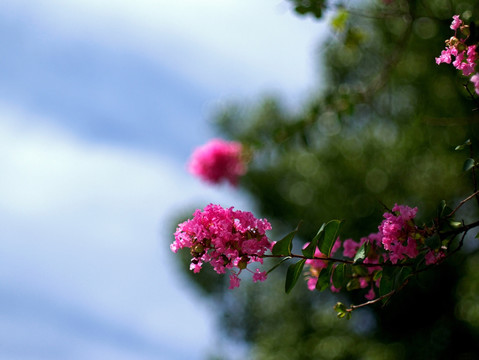 紫薇 紫红色花 阳光绿叶红花