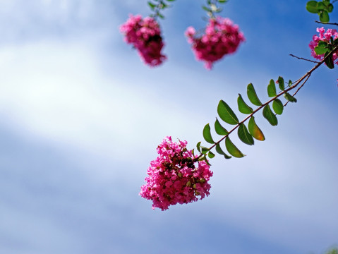 紫薇 紫红色花 阳光绿叶红花