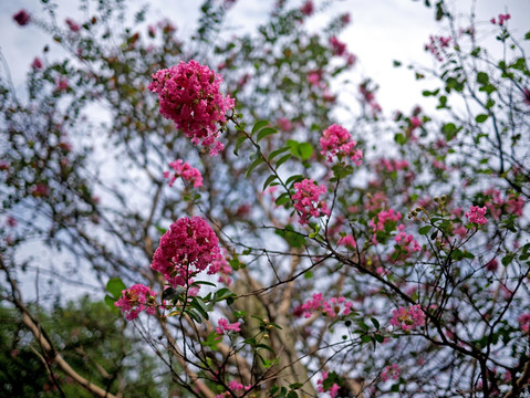 紫薇 紫红色花 阳光绿叶红花