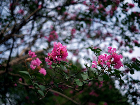 紫薇 紫红色花 阳光绿叶红花