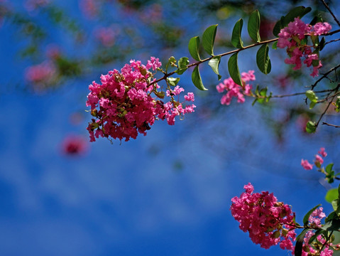 紫薇 紫红色花 阳光绿叶红花