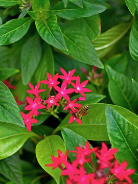 蜜蜂 繁星花 红色小碎花