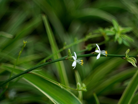 吊兰花 白色小花 果蝇