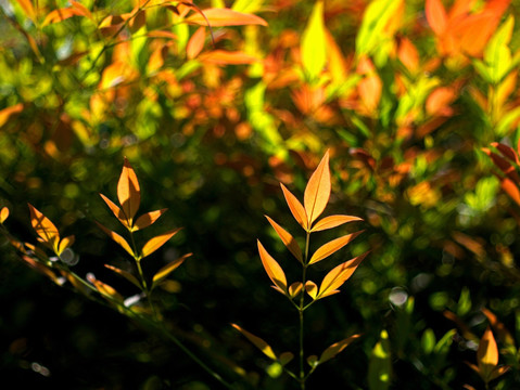 阳光下的秋天黄叶 红叶