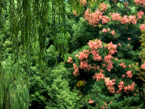 栾树花 树开花 红色花