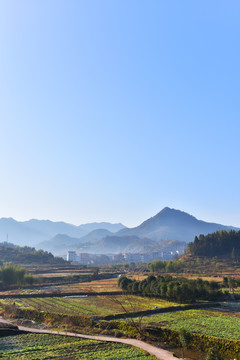 田野