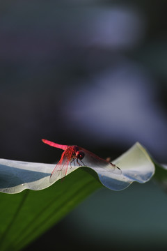 蜻蜓荷花
