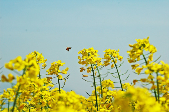 油菜花 蜜蜂