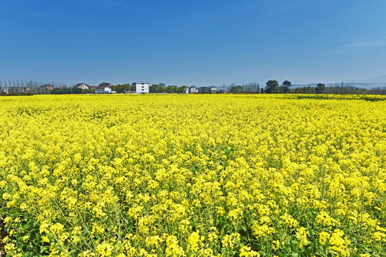 油菜花